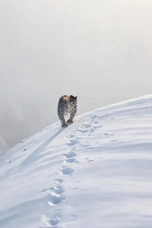 雪豹回家 优酷视频 本周热播 雪豹回家 - 优酷视频纪录片热播封面